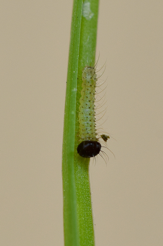 Pararge aegeria - Nymphalidae Satyrinae